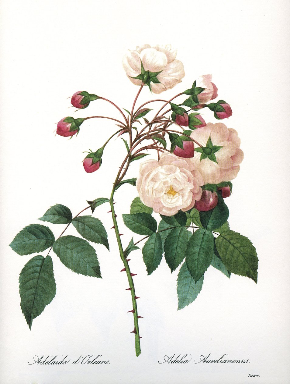 Botanik pano / Rosa aurelianensis / Rose 