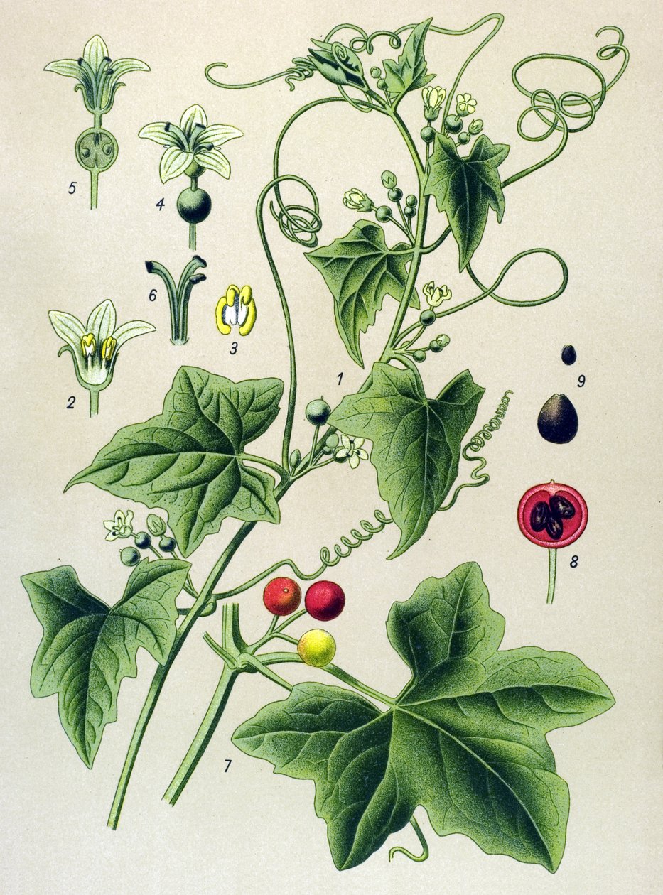 Botanik tahtası, bitki: Dioic bryone (Bryonia dioica) by Unbekannter Künstler