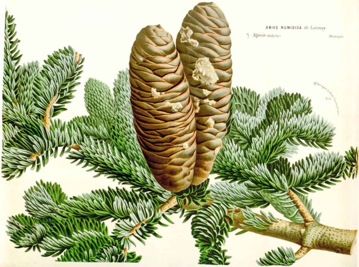 Botanik illüstrasyon / Abies numidica / Cezayir köknar / Numidie köknar by Unbekannt