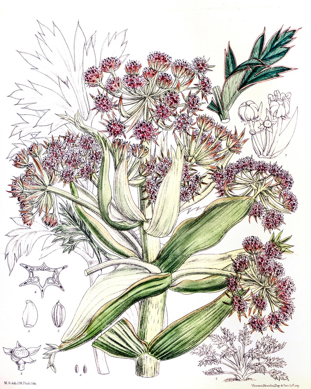 Botanik illüstrasyon/Aciphylla latifolia/Anisotome latifolia/Broad Aciphyll by Unbekannt