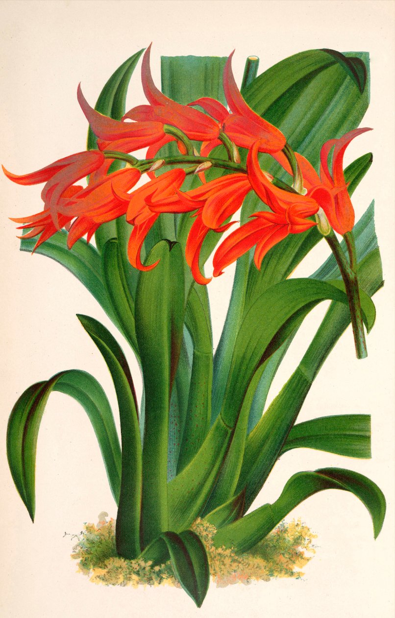 Botanik illüstrasyon/Ada aurantiaca by Unbekannt