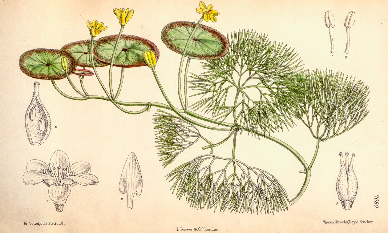 Botanik illüstrasyon/Cabomba aquatica by Unbekannt