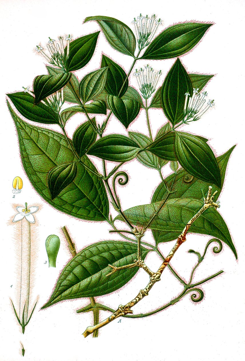 Botanik illüstrasyon/Strychnos toxifera/Curare by Unbekannt