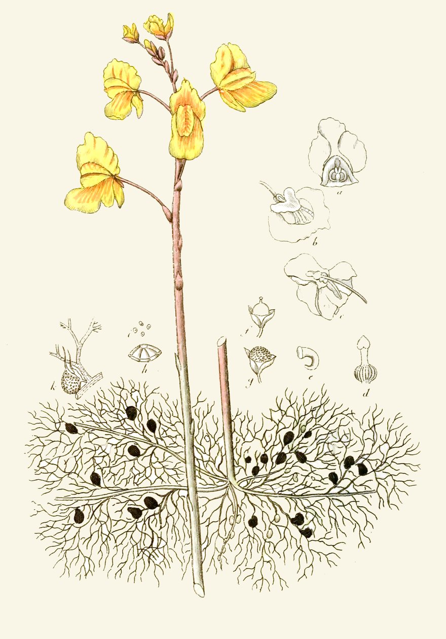 Botanik illüstrasyon/Utricularia vulgaris/Ortak utriküler by Unbekannt
