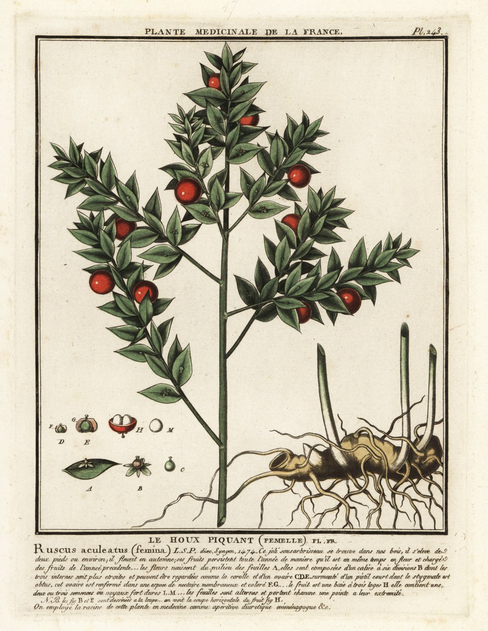 Kasap süpürgesi, Ruscus aculeatus. by Unbekannter Künstler