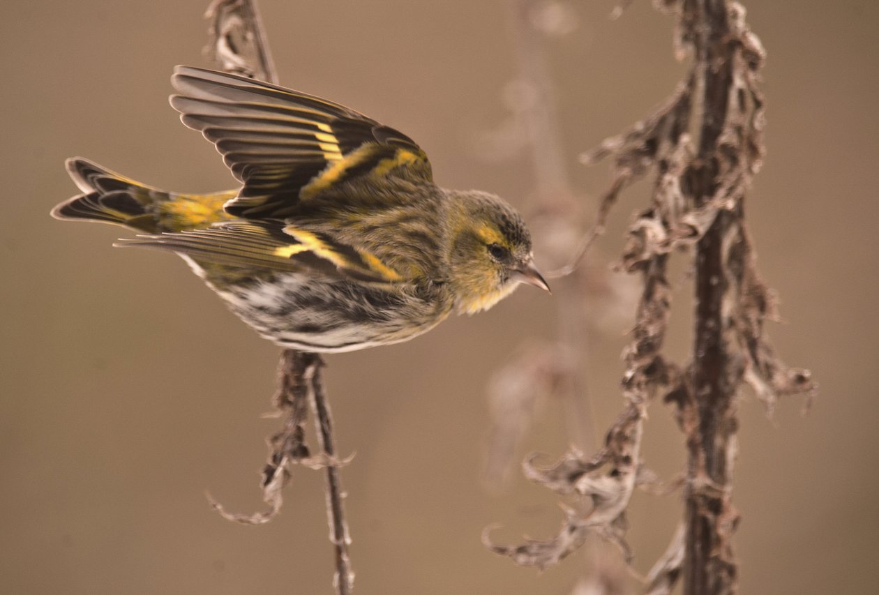 Carduelis spinus/Kızılağaç Tarin/Avrasya Siskin by William M. Timlin
