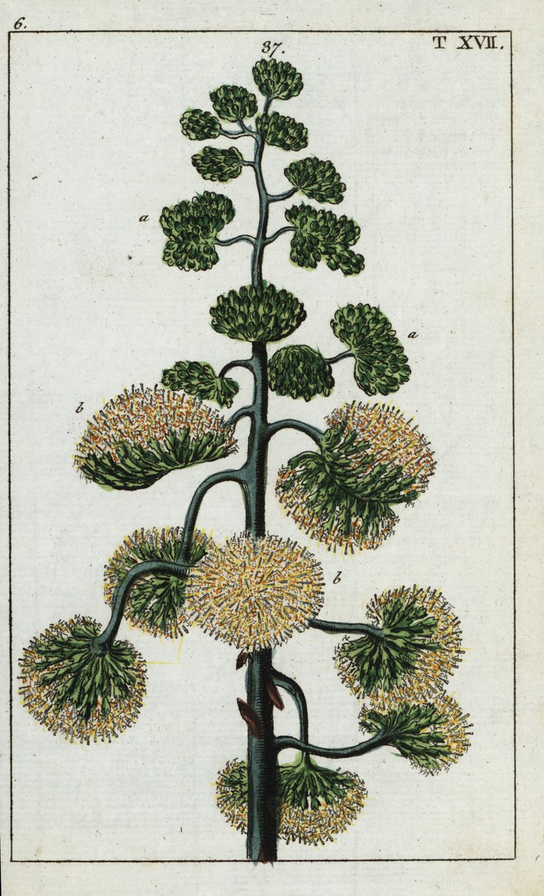 Yüzyıl bitkisi, Agave americana. by Unbekannter Künstler