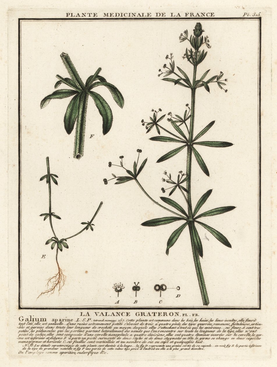 Cleavers, Galium aparin. by Unbekannter Künstler
