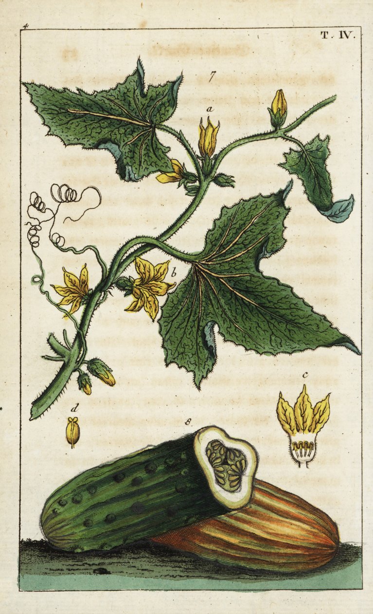 Ortak salatalık, Cucumis sativus. by Unbekannter Künstler
