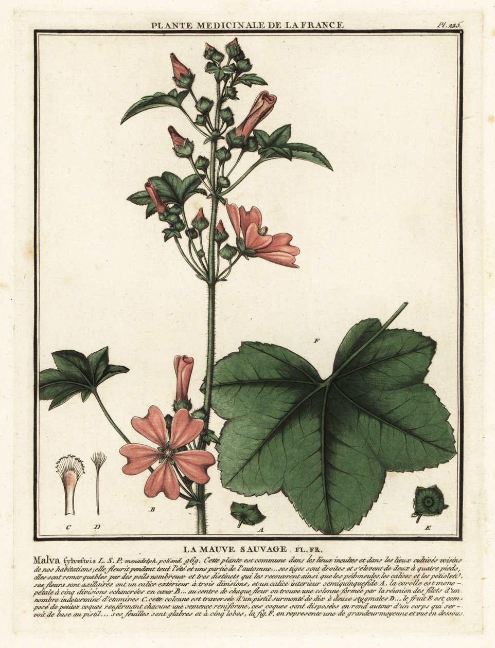 Ebegümeci, Malva sylvestris. by Unbekannter Künstler