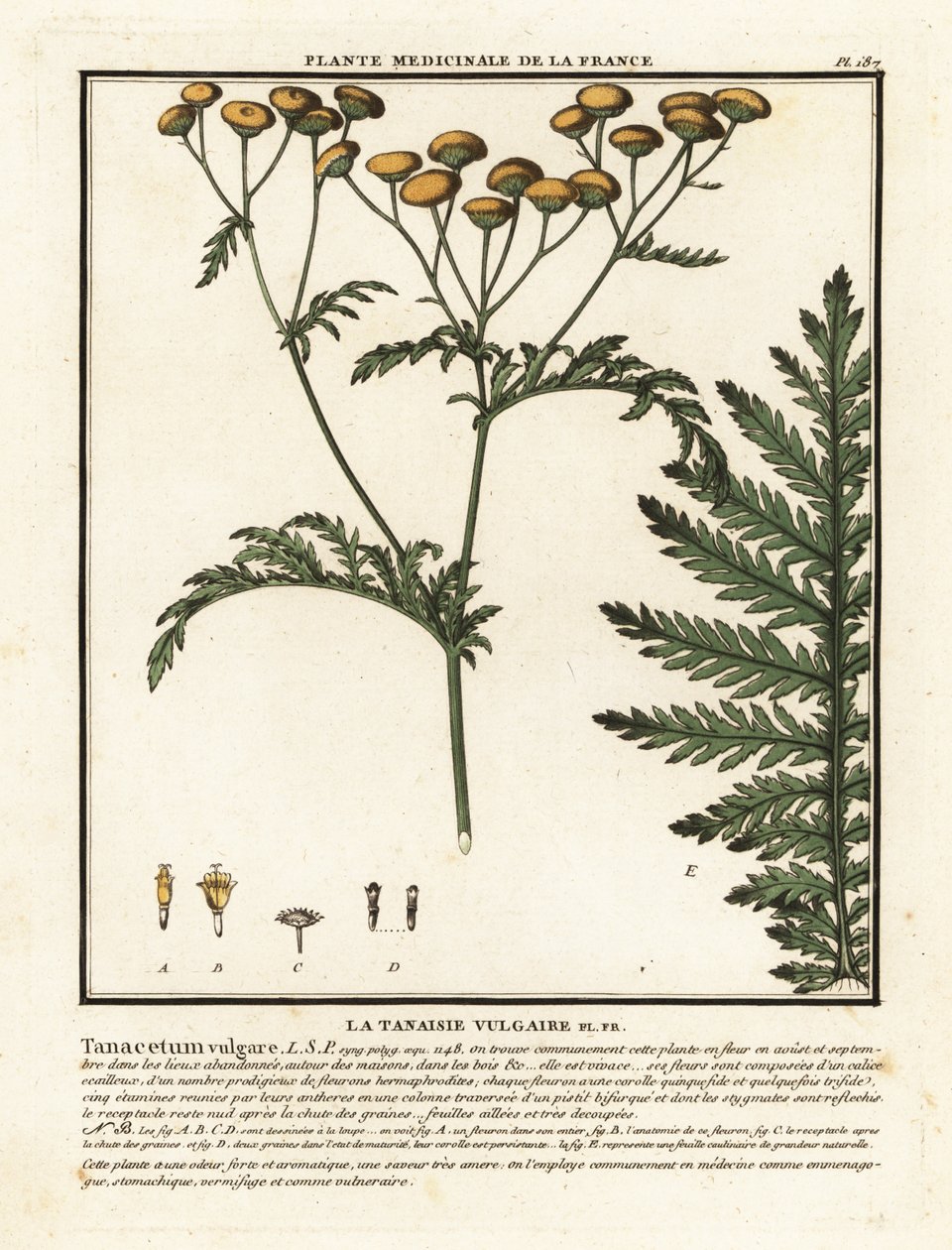 Ortak solucan otu, Tanacetum vulgare. by Unbekannter Künstler