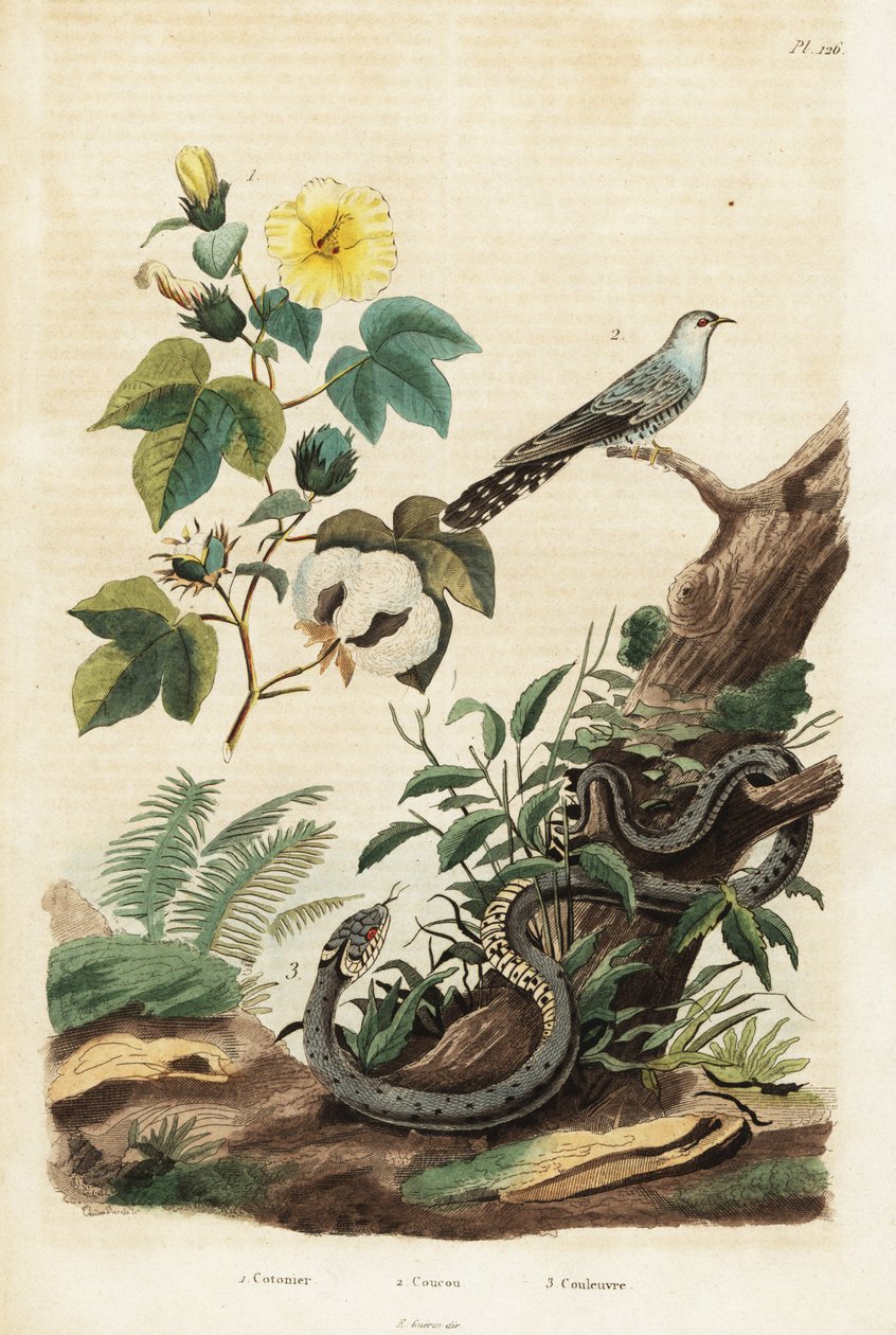 Pamuk, guguk kuşu ve çim yılanı.,1834-1839 (gravür) by Unbekannter Künstler