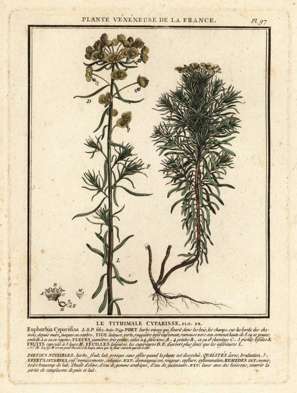 Selvi sütleğen, Euphorbia cyparissias. by Unbekannter Künstler