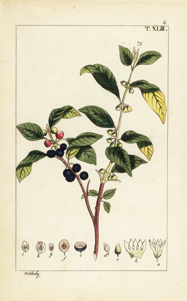 Dyer