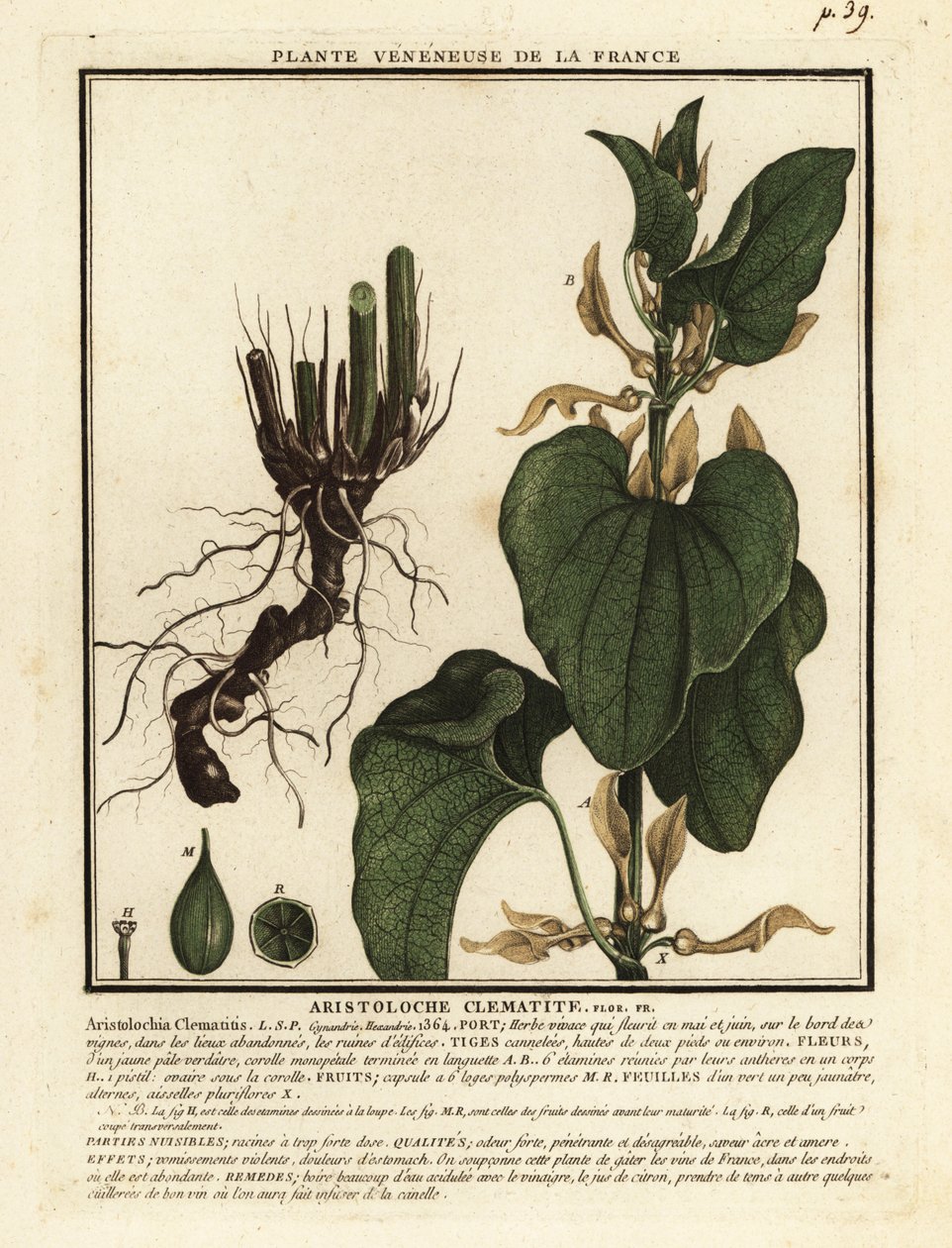 Avrupa doğum otu, Aristolochia clematitis. by Unbekannter Künstler