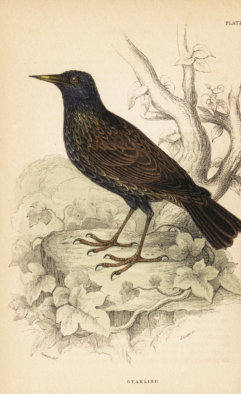 Avrupa sığırcık, Sturnus vulgaris.1889 (gravür) by Unbekannter Künstler