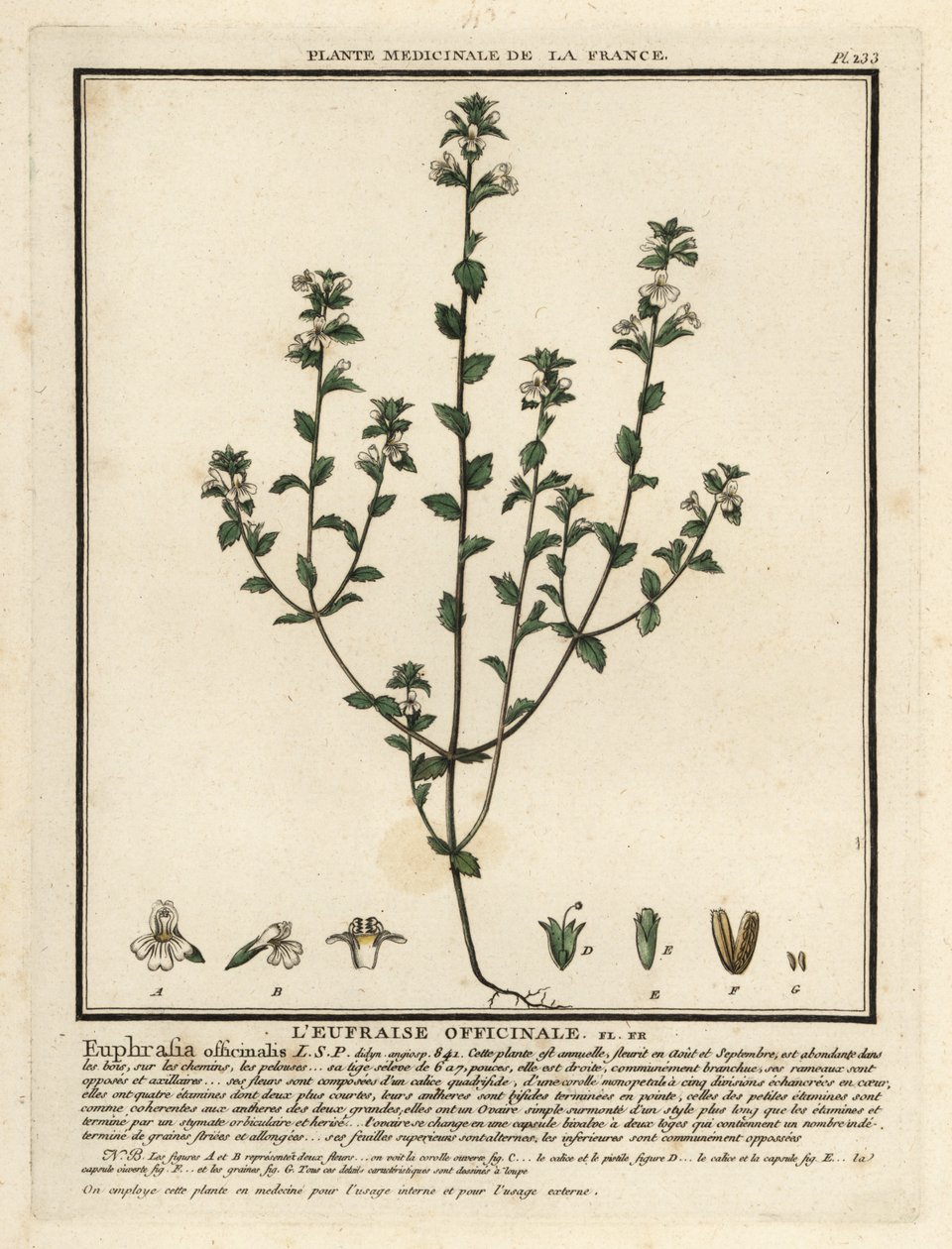Eyebright, Euphrasia rostkoviana. by Unbekannter Künstler
