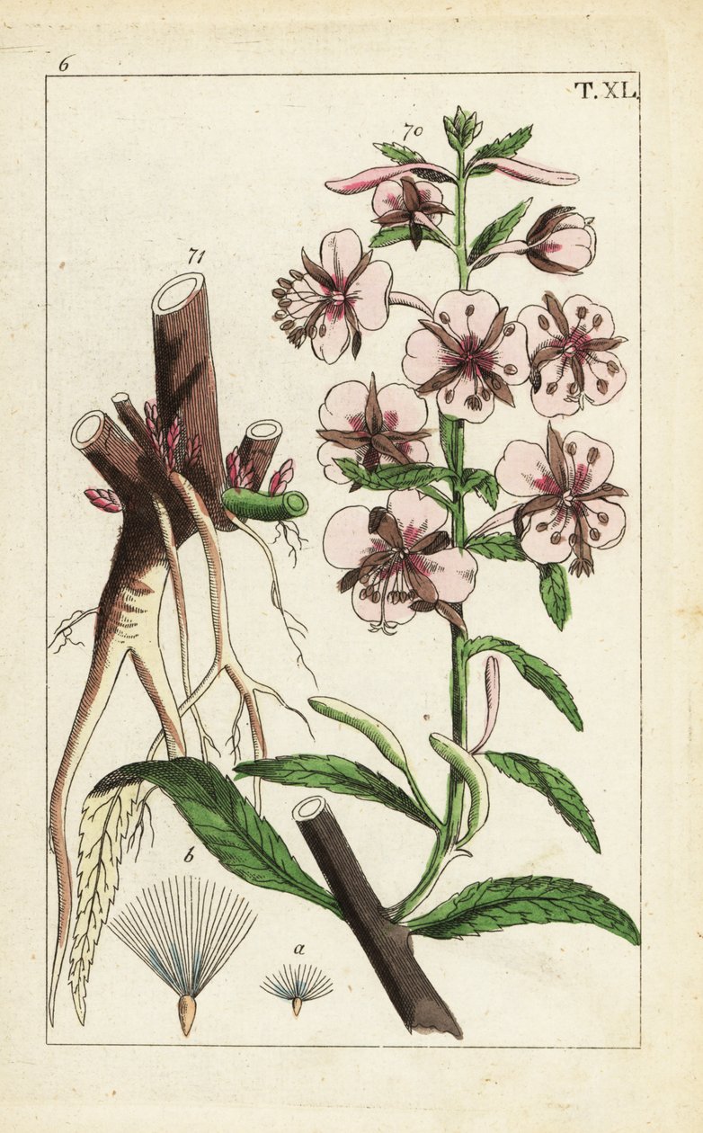 Ateş otu, Epilobium angustifolium. by Unbekannter Künstler