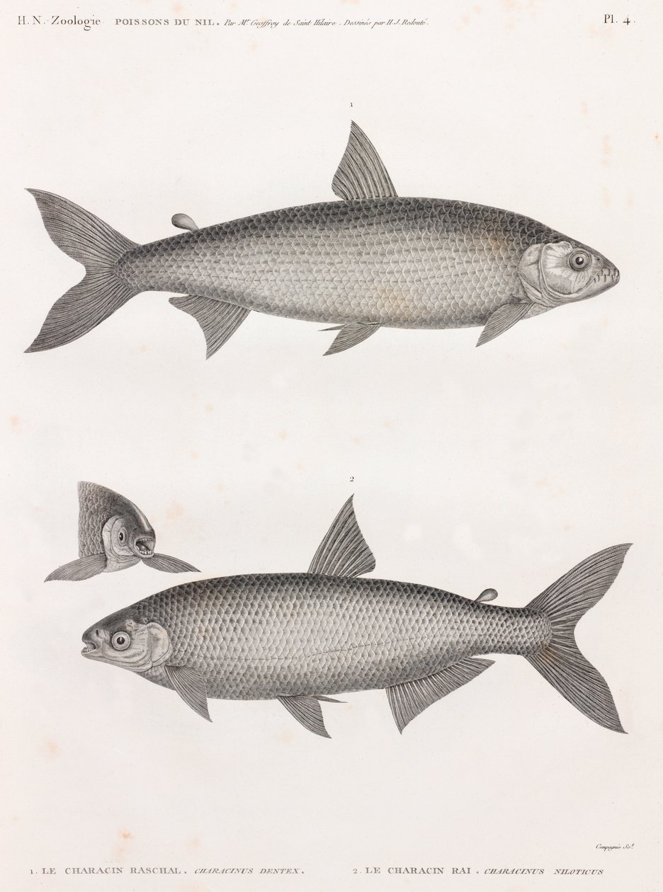 Balık: Le Characin by Unbekannt