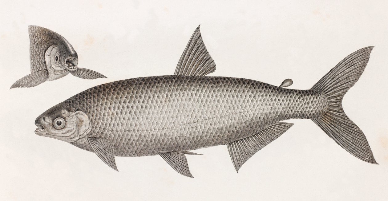 Balık: Le Characin by Unbekannt