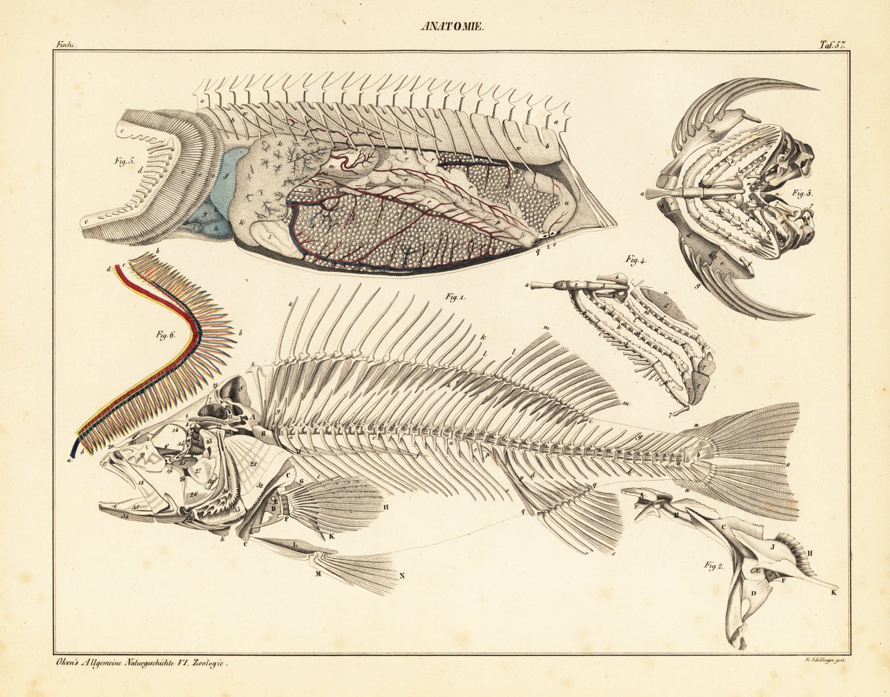 İskelet, solungaç vb. gösteren balık anatomisi, 1841 (litografi) by Unbekannter Künstler