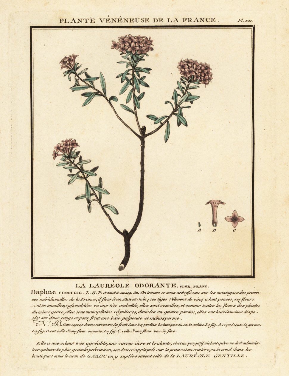 Çelenk çiçeği, Daphne cneorum. by Unbekannter Künstler