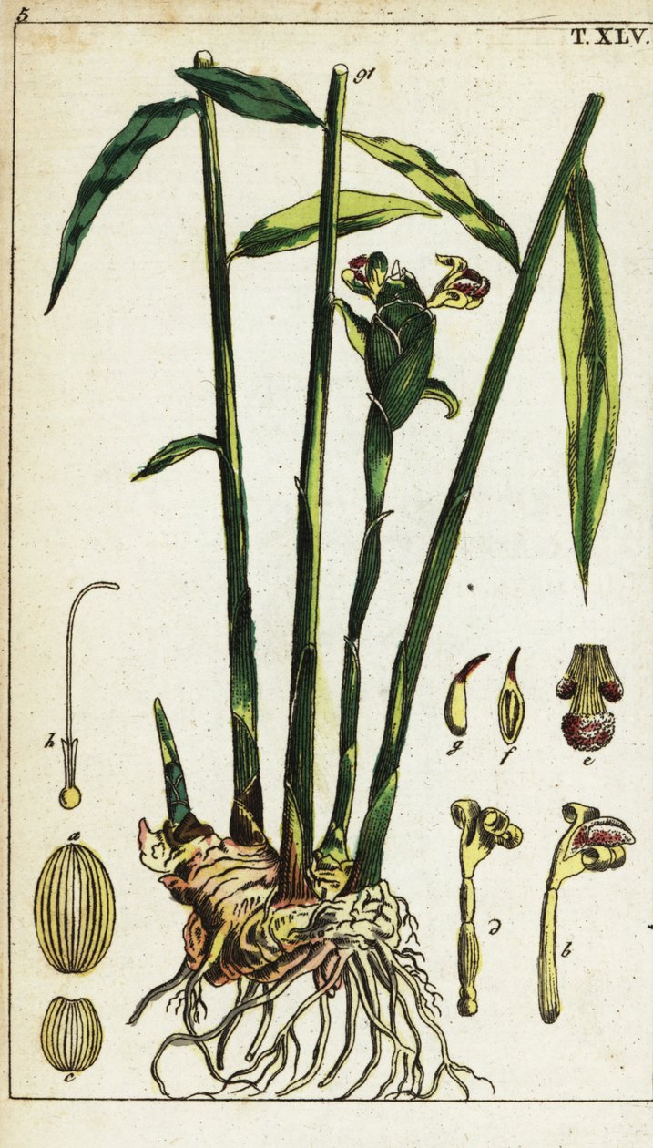 Zencefil bitkisi ve kökü, Zingiber officinale. by Unbekannter Künstler