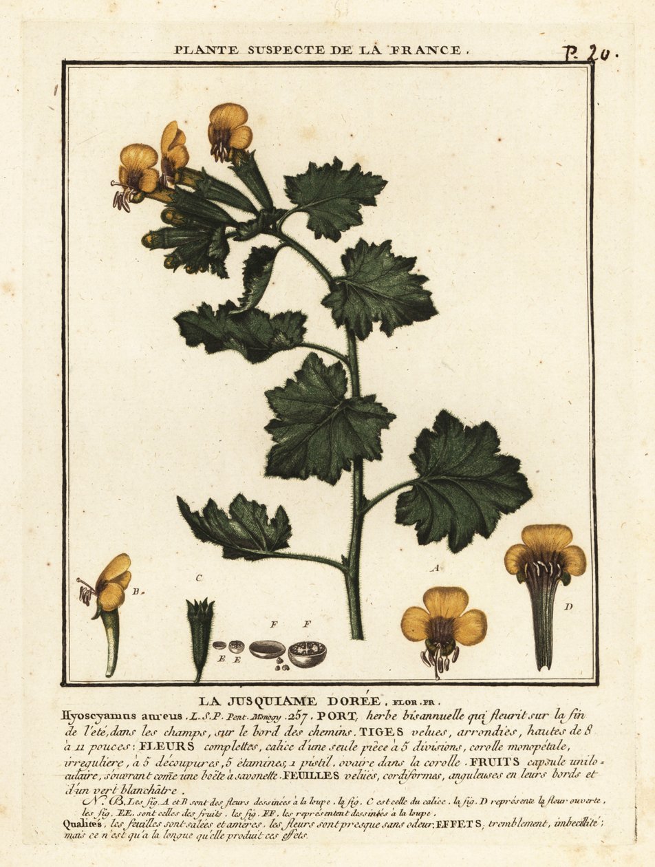 Altın ban, Hyoscymus aureus. by Unbekannter Künstler