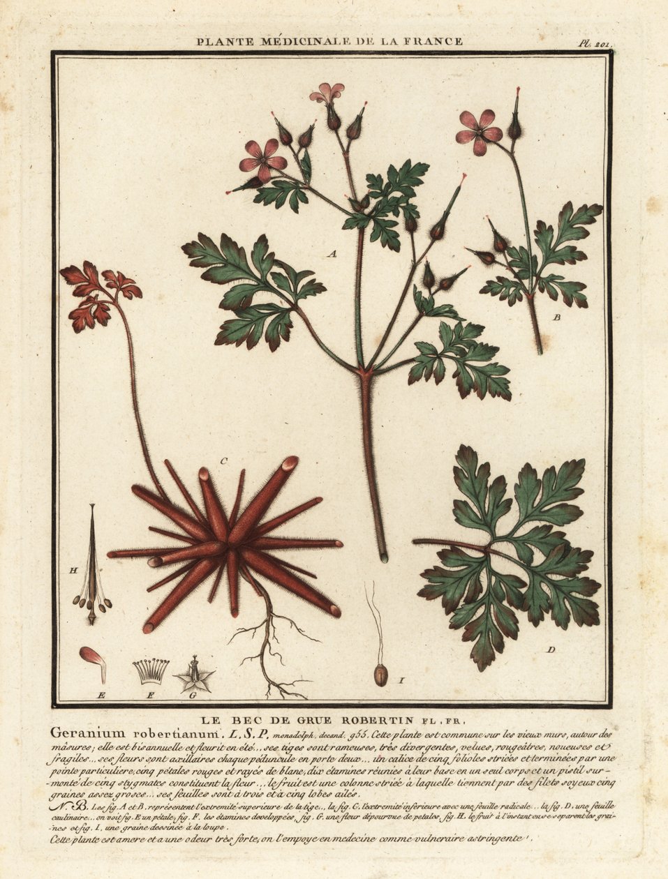 Herb-Robert, Sardunya robertianum. by Unbekannter Künstler