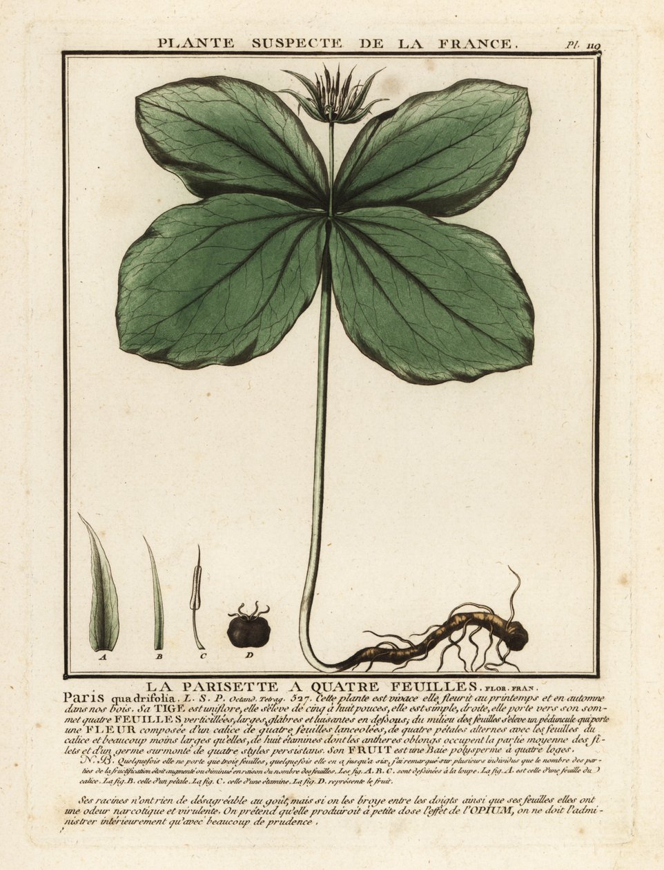 Herb-paris, Paris quadrifolia. by Unbekannter Künstler