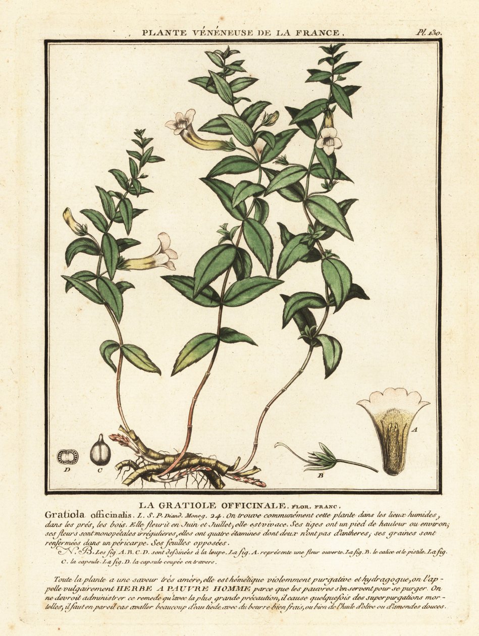 Lütuf otu, Gratiola officinalis. by Unbekannter Künstler