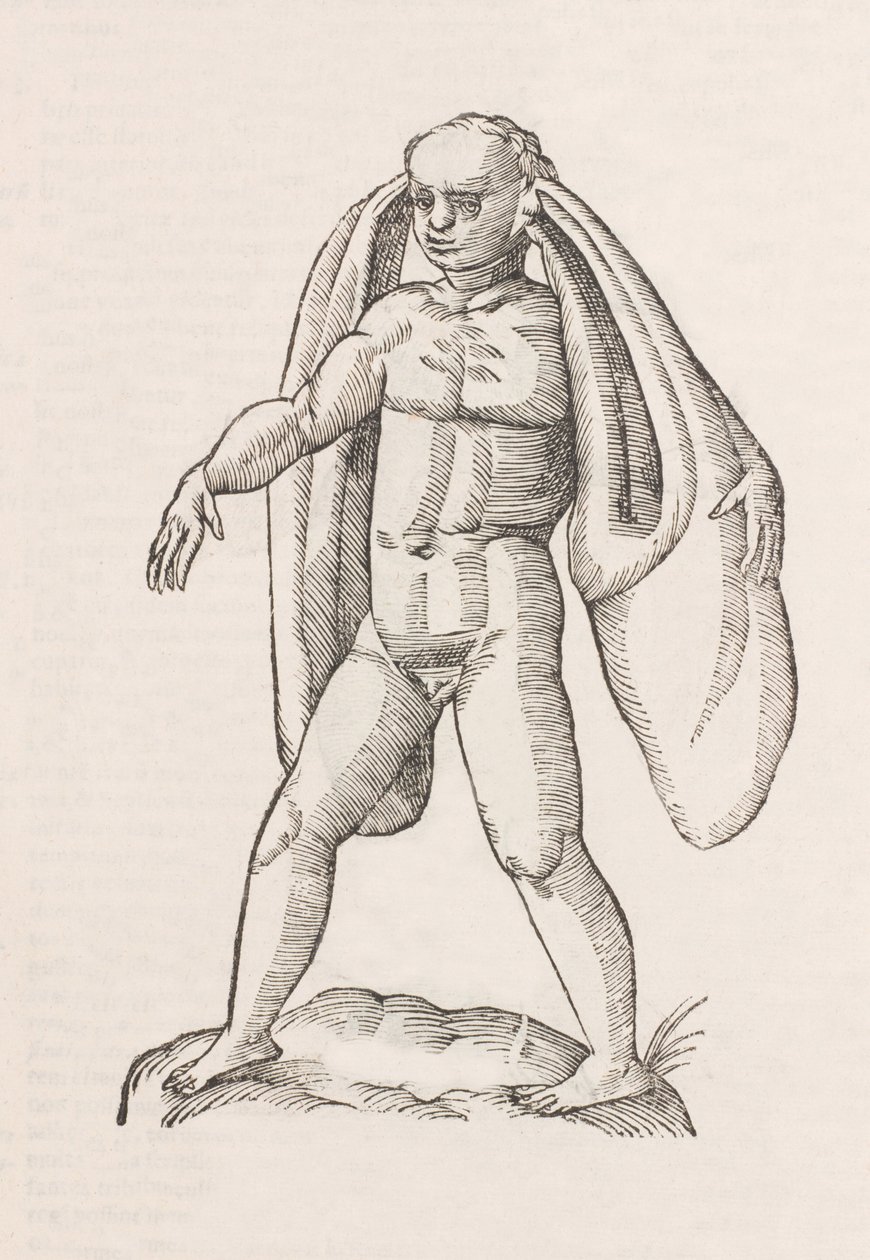 Homo fanesius auritus by Unbekannt
