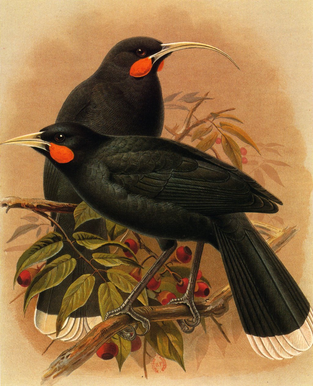 Resim/Heteralocha acutirostris/Huia dimorphe/Huia by Unbekannt