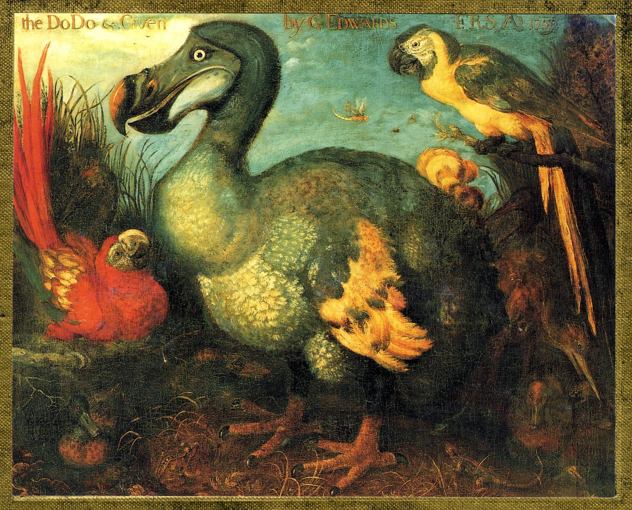 Çizim/Raphus cucullatus/Mauritius Dodo/Dronte by Unbekannt