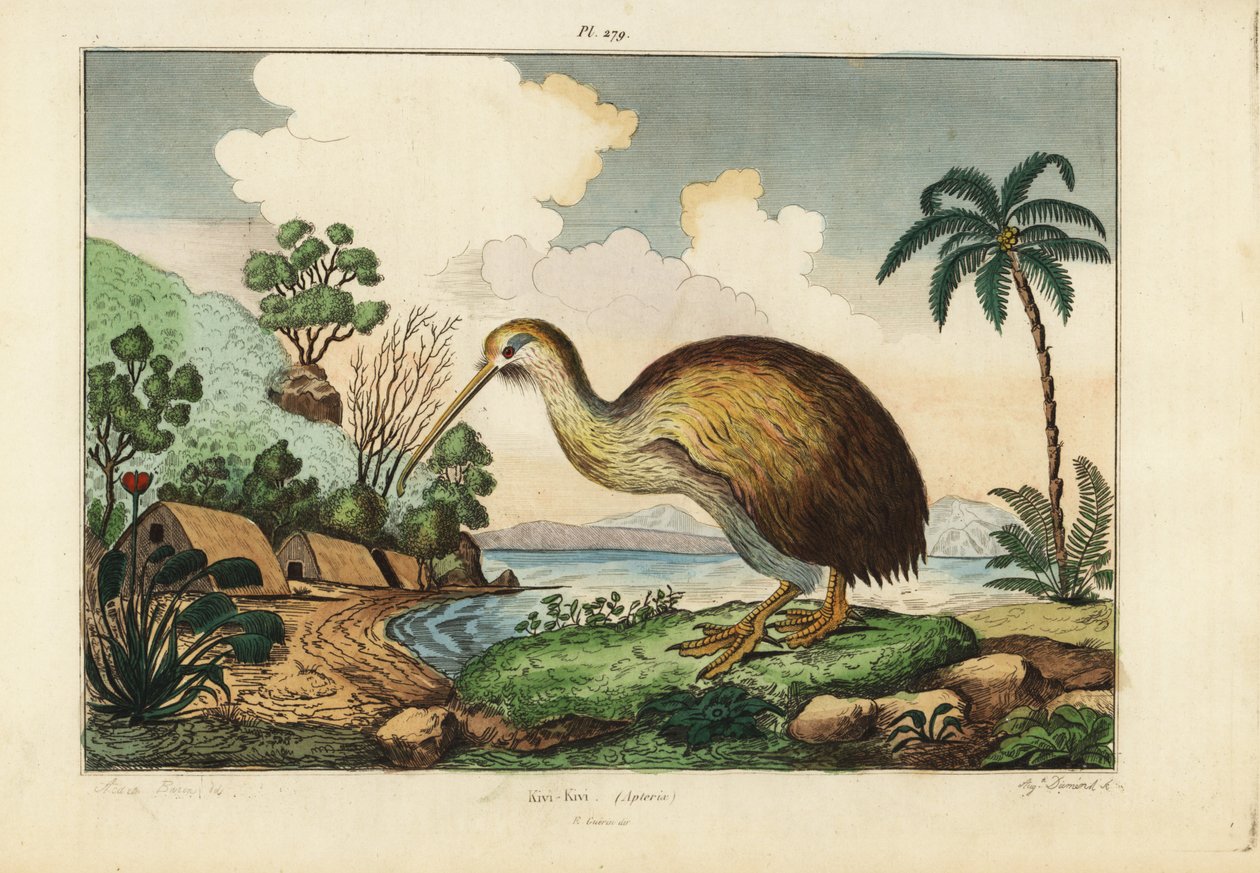 Kivi kuşu, Apteryx australis by Unbekannt