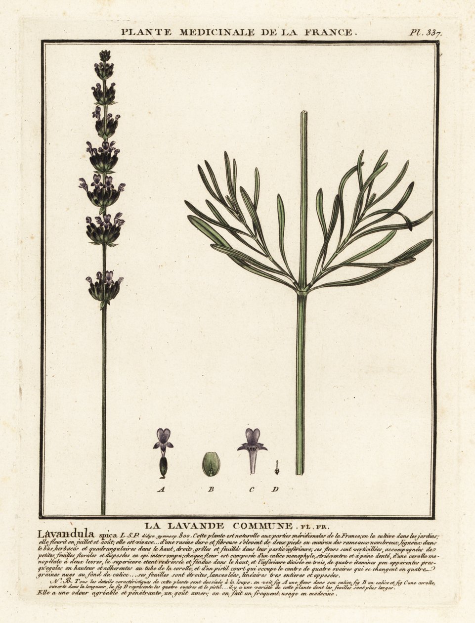 Lavanta, Lavandula angustifolia. by Unbekannter Künstler