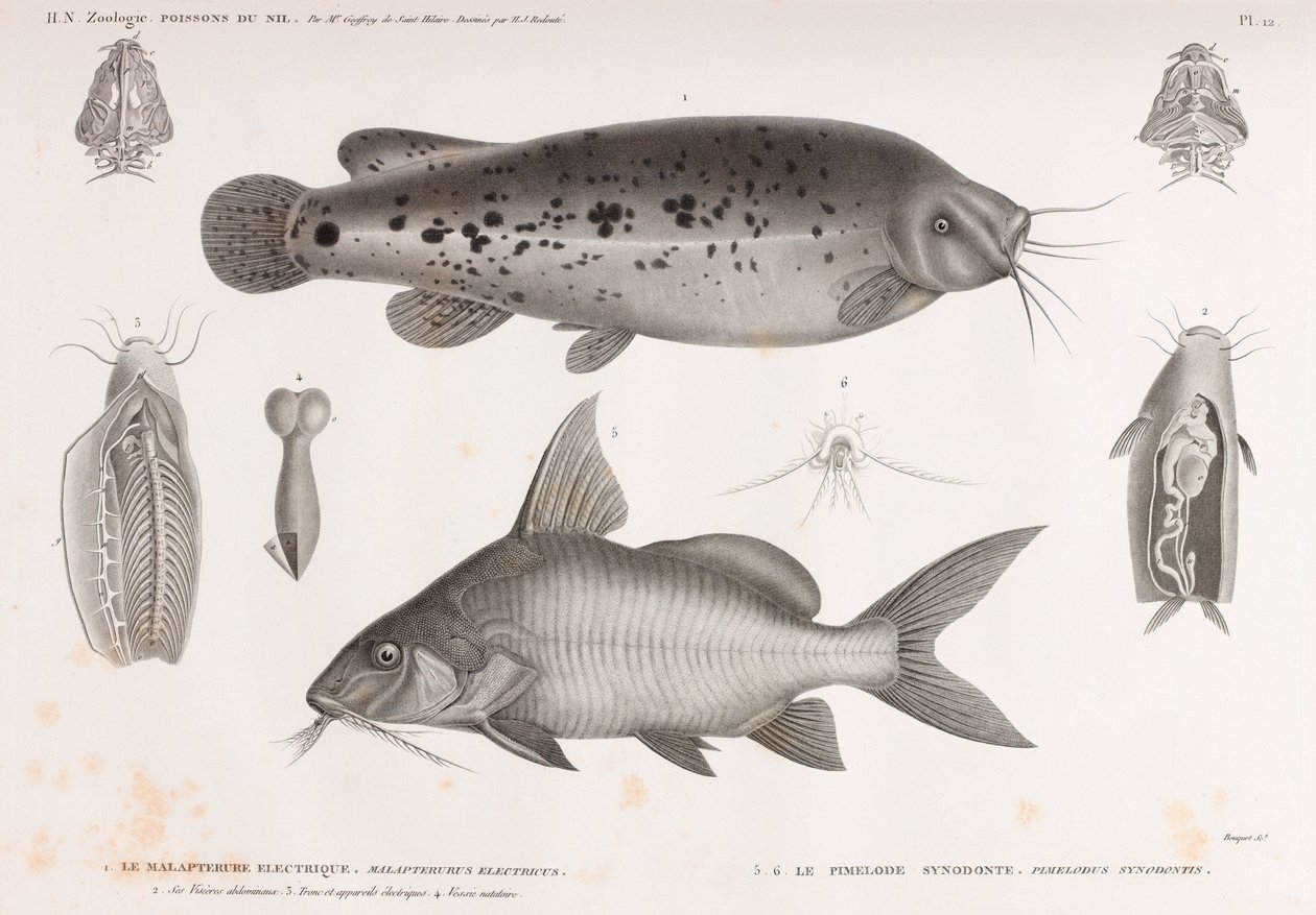 Elektrik Malapterure & Synodont Pimelode by Unbekannt
