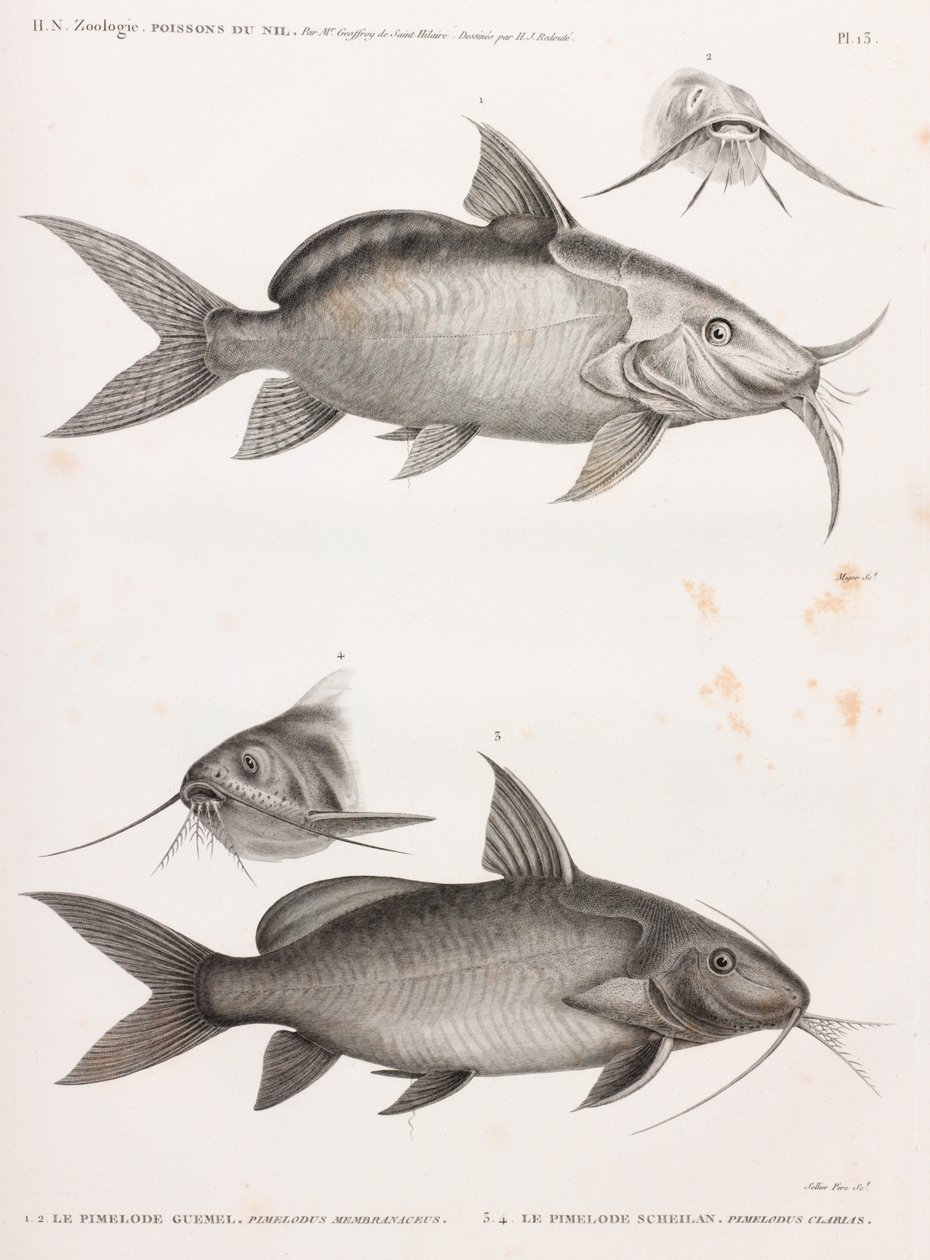 Le Pimedlode Guemel ve Le Pimelode Scheilan by Unbekannt