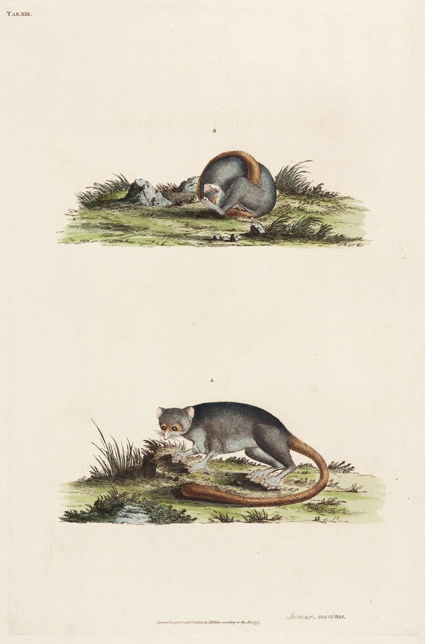 lemurlar by Unbekannter Künstler