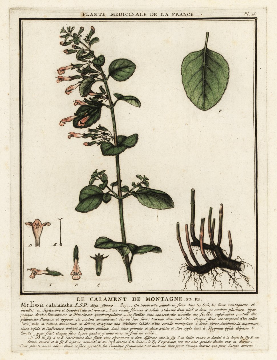 Daha az felaket, Clinopodium nepeta. by Unbekannter Künstler