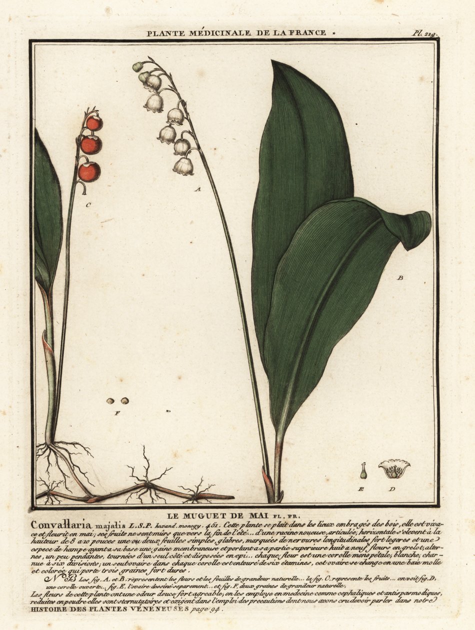 Vadideki zambak, Convallaria majalis. by Unbekannter Künstler