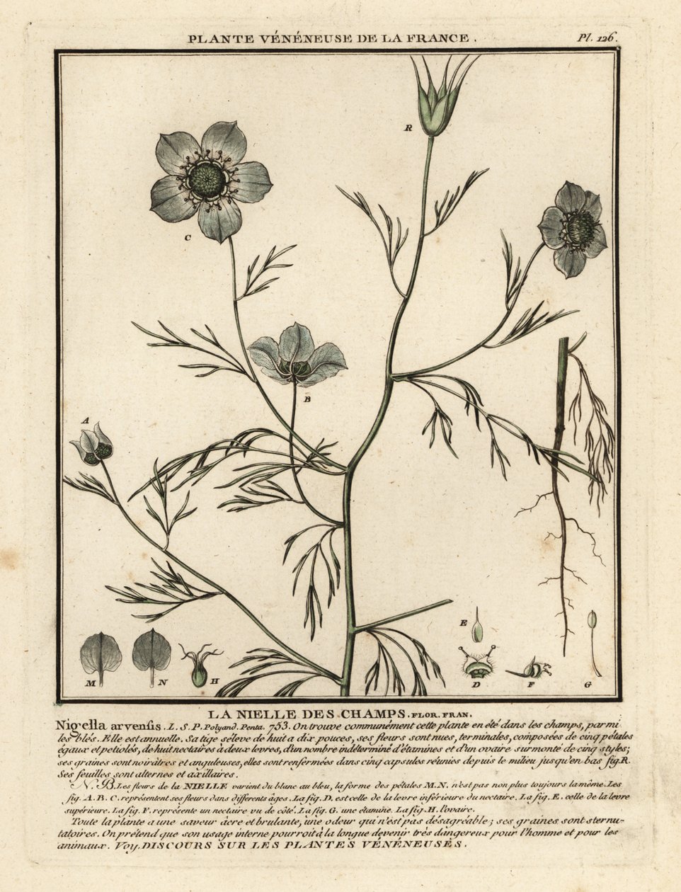 Sis içinde aşk. Nigella arvensis. by Unbekannter Künstler