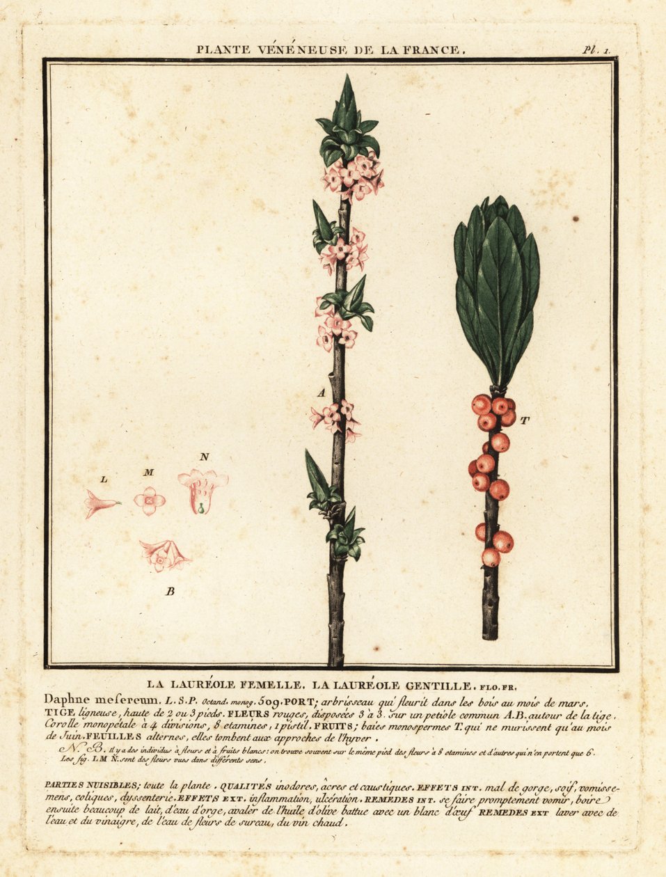 Mezereon, Daphne mezereum. by Unbekannter Künstler