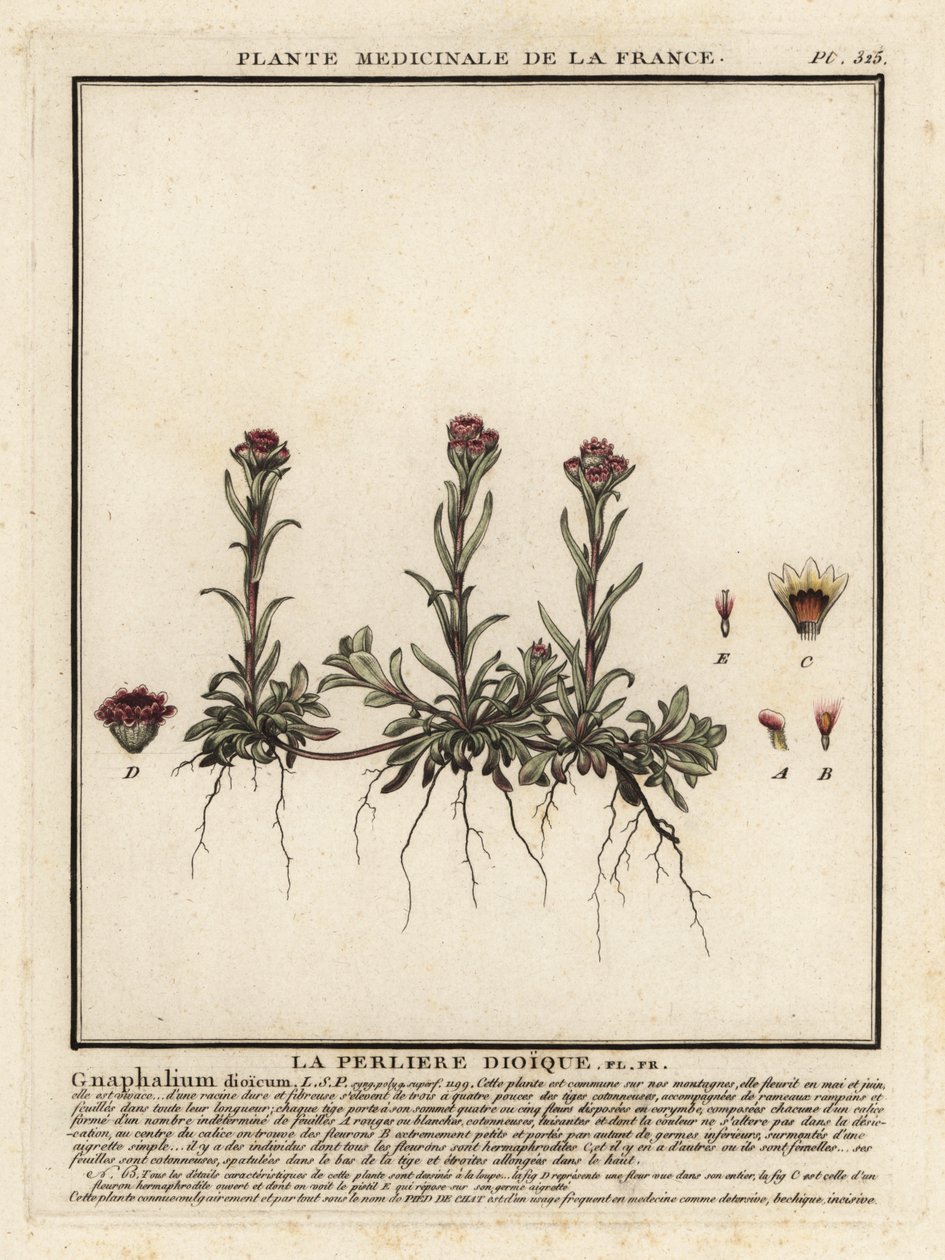 Sonsuz dağ, Antennaria dioica. by Unbekannter Künstler