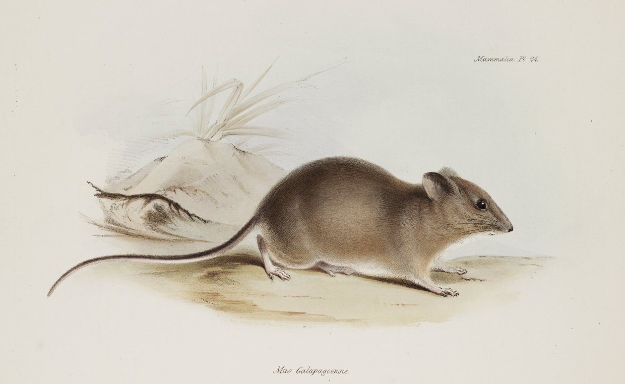 Fare, Galapagos Adaları, c 1832-1836 by Unbekannter Künstler