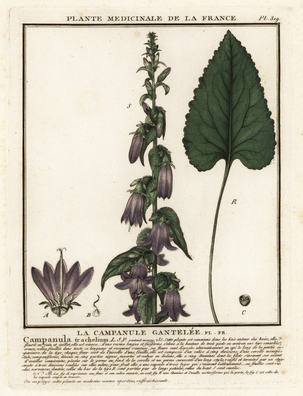 Isırgan yapraklı çan çiçeği, Campanula trachelium. by Unbekannter Künstler