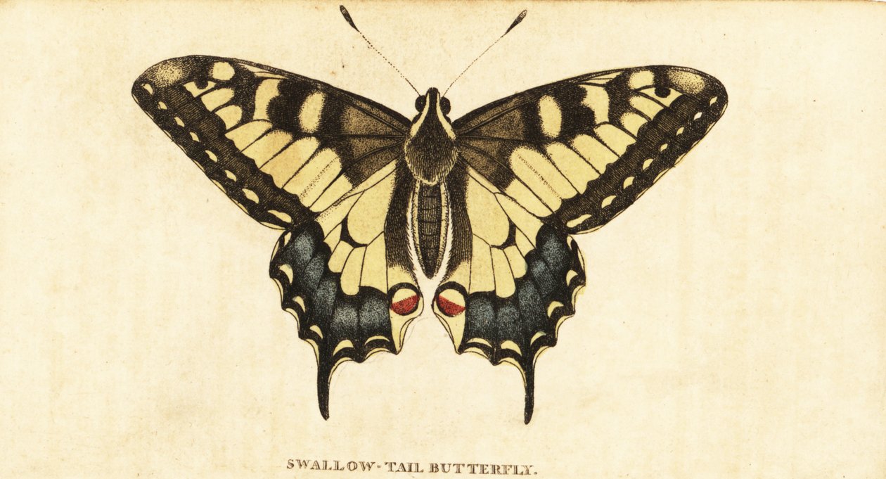 Eski Dünya kırlangıçkuyruğu, Papilio machaon., 1800 (gravür) by Unbekannter Künstler
