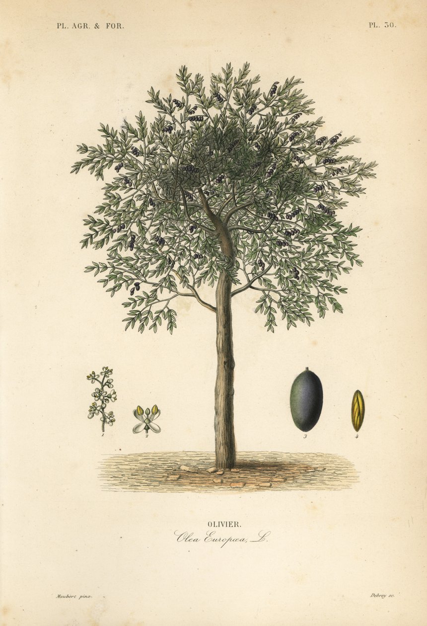Zeytin ağacı, Olea europaea, olivier by Unbekannt