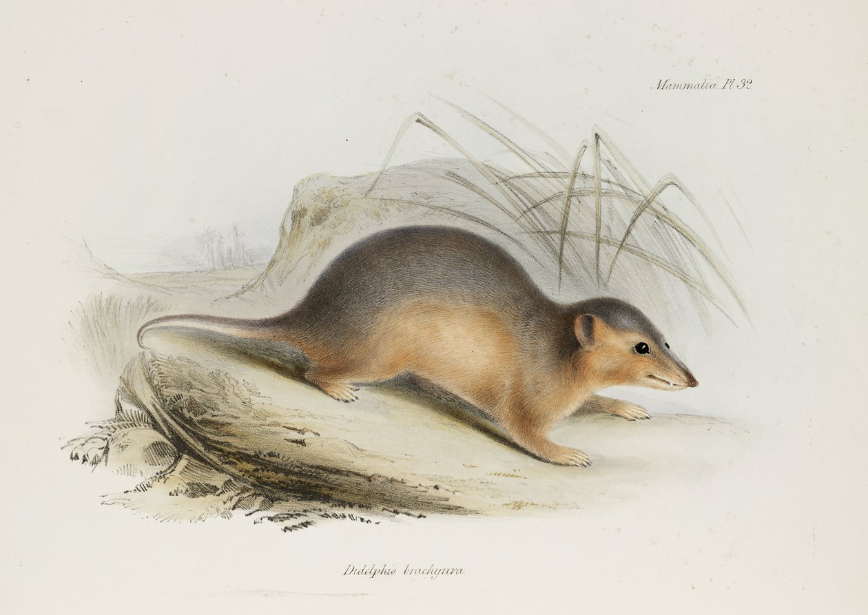 Peru, c 1832-1836 by Unbekannt