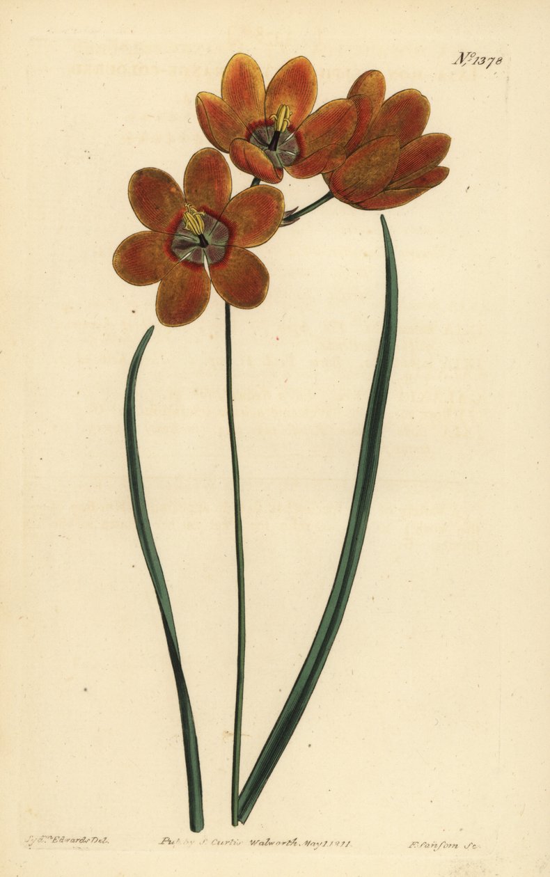 Orage kolourid monadlous ixia, Ixia monadfa by Unbekannt